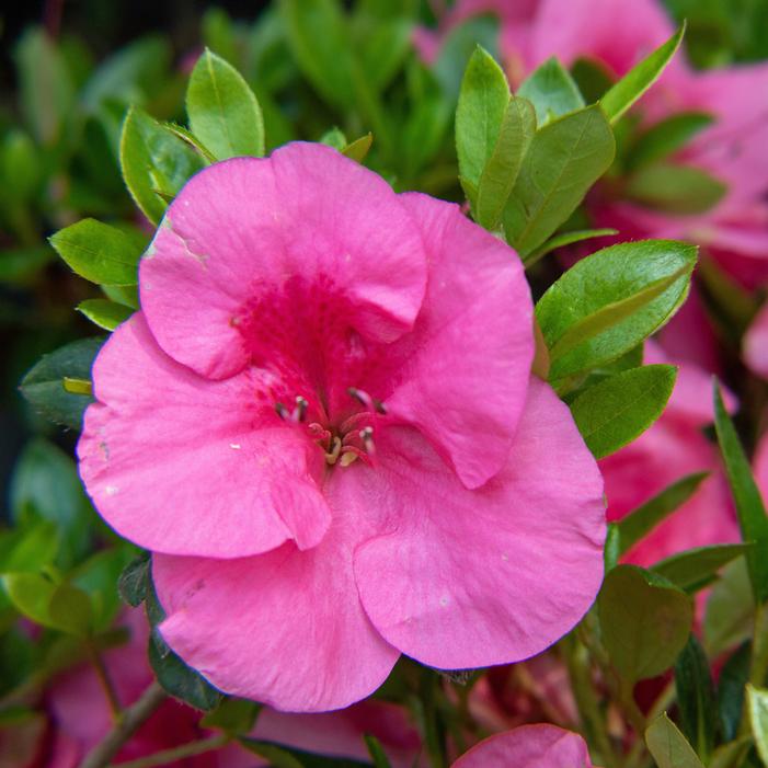 Image property of and used with permission from Greenleaf Nursery Company