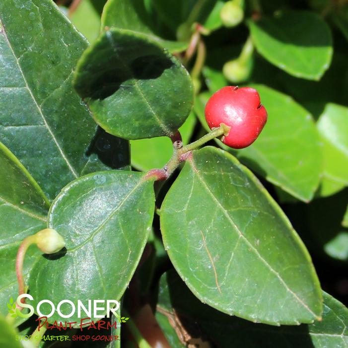 Image property of Sooner Plant Farm, Inc.