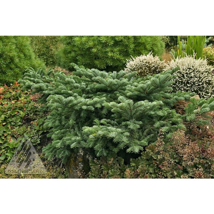 Image property of and used with permission from Iseli Nursery