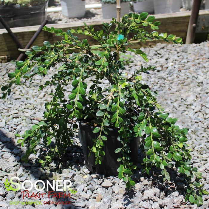 Image property of Sooner Plant Farm, Inc.