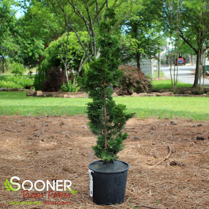 Image property of Sooner Plant Farm, Inc.
