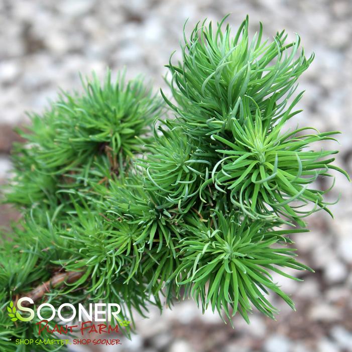 Image property of Sooner Plant Farm, Inc.