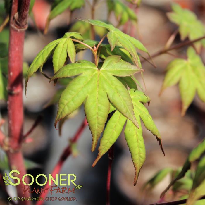 Image property of Sooner Plant Farm, Inc.