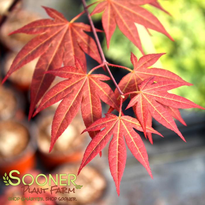 Image property of Sooner Plant Farm, Inc.