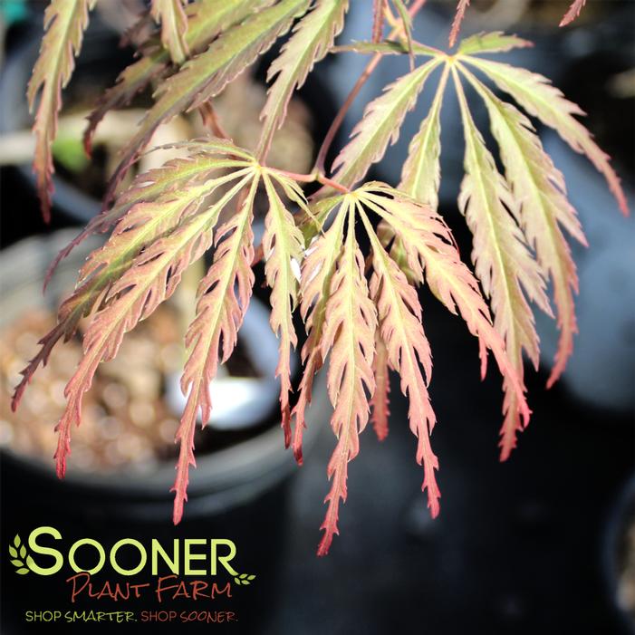 Image property of Sooner Plant Farm, Inc.