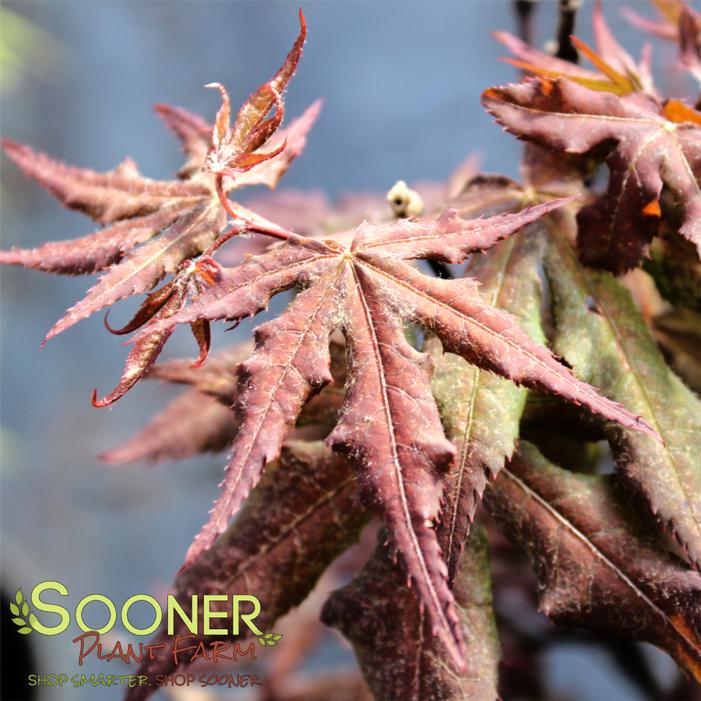 Image property of Sooner Plant Farm, Inc.