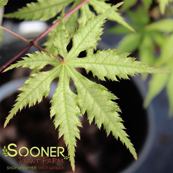 Image property of Sooner Plant Farm, Inc.