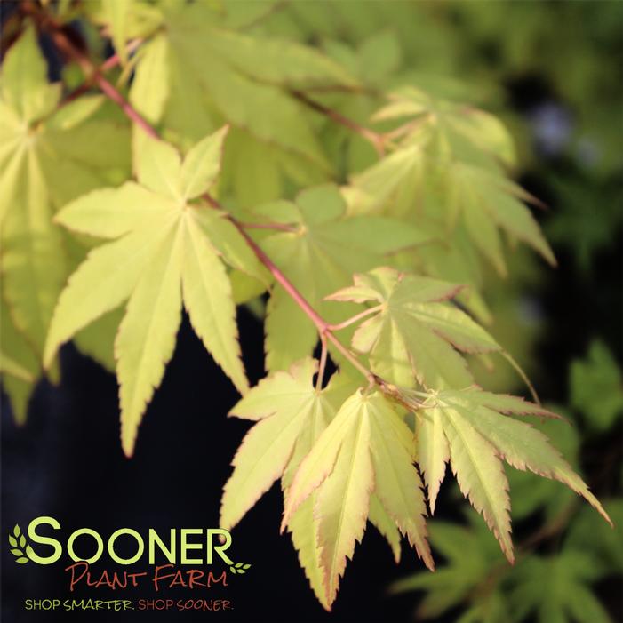 Image property of Sooner Plant Farm, Inc.