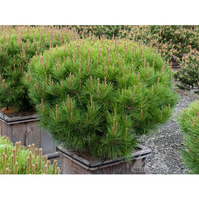 Image property of and used with permission from Iseli Nursery