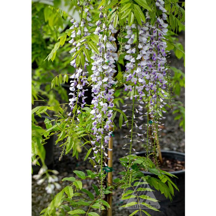 Image property of and used with permission from Iseli Nursery