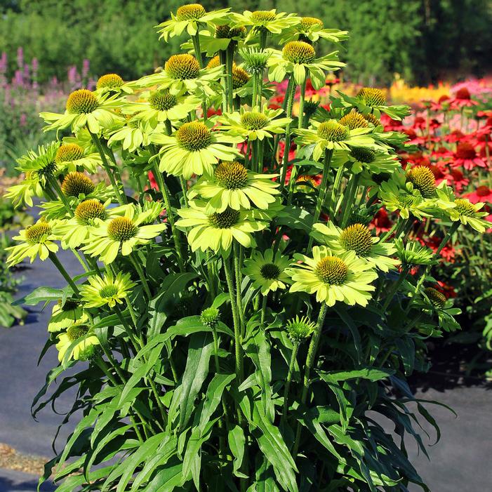 Image property of and used with permission from Terra Nova Nurseries