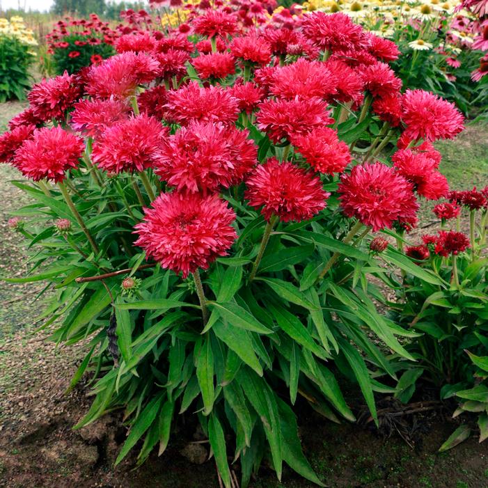 Image property of and used with permission from Terra Nova Nurseries