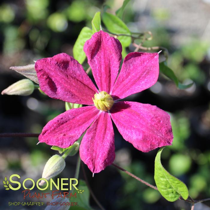 © Sooner Plant Farm, Inc. All rights reserved.
