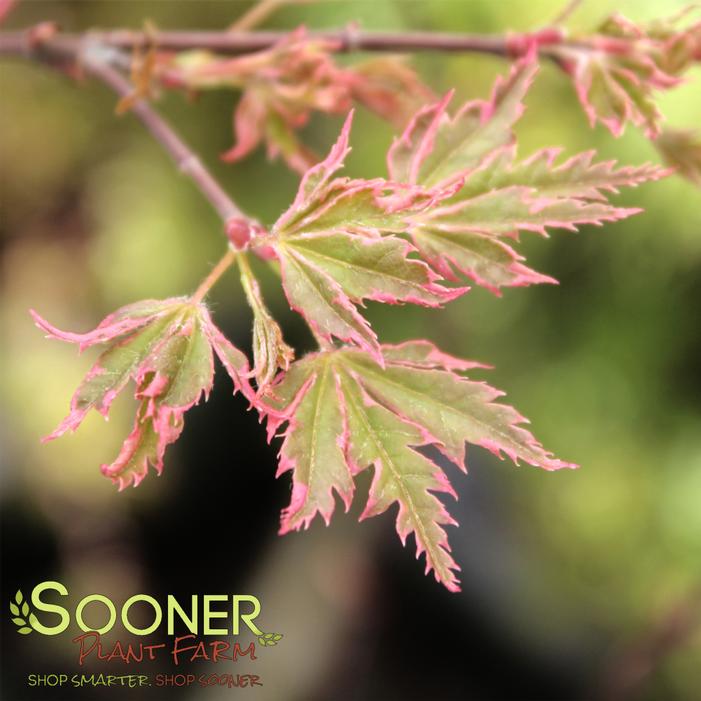 Image property of Sooner Plant Farm, Inc.