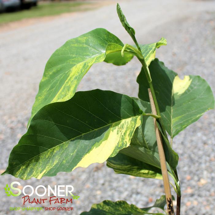 Image property of Sooner Plant Farm, Inc.