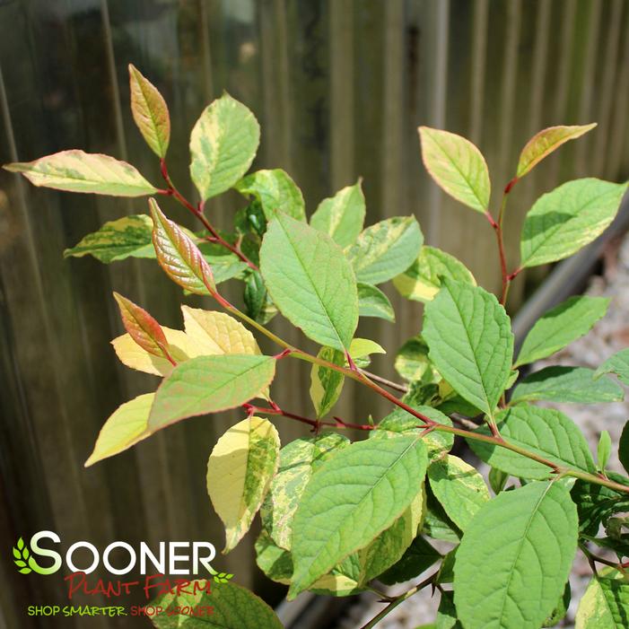 Image property of Sooner Plant Farm, Inc.