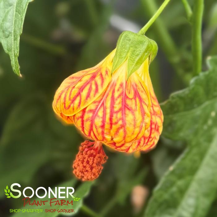 Image property of Sooner Plant Farm, Inc.