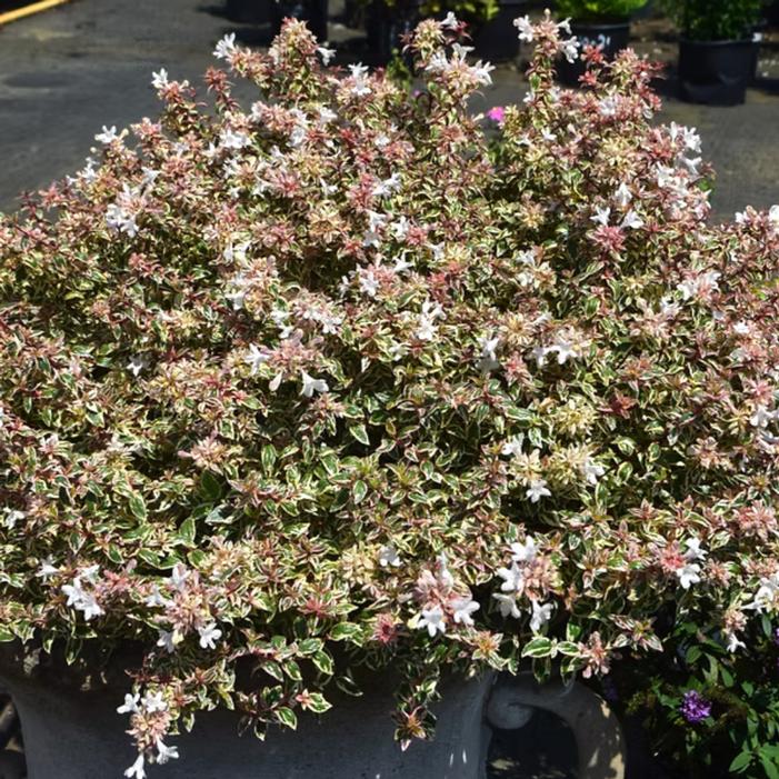 Image courtesy of Griffith Propagation Nursery