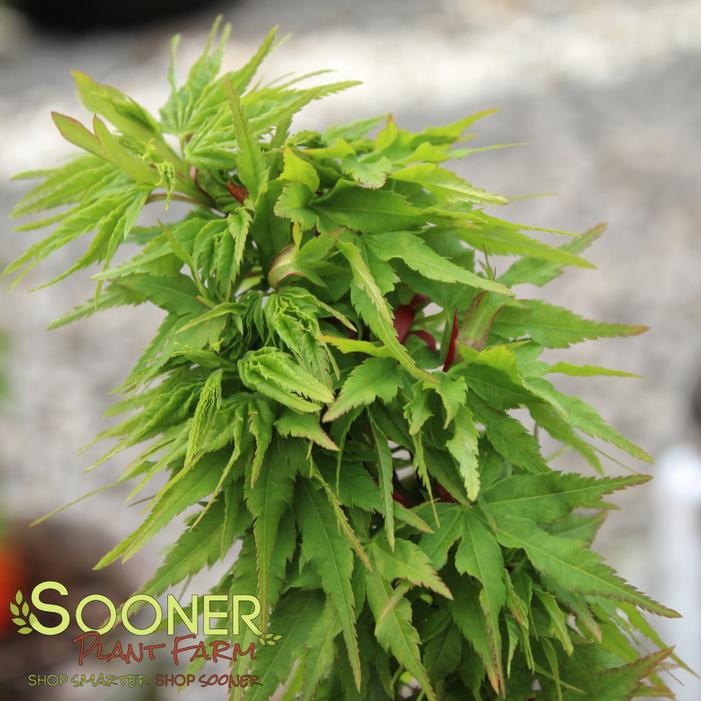 Image property of Sooner Plant Farm, Inc.