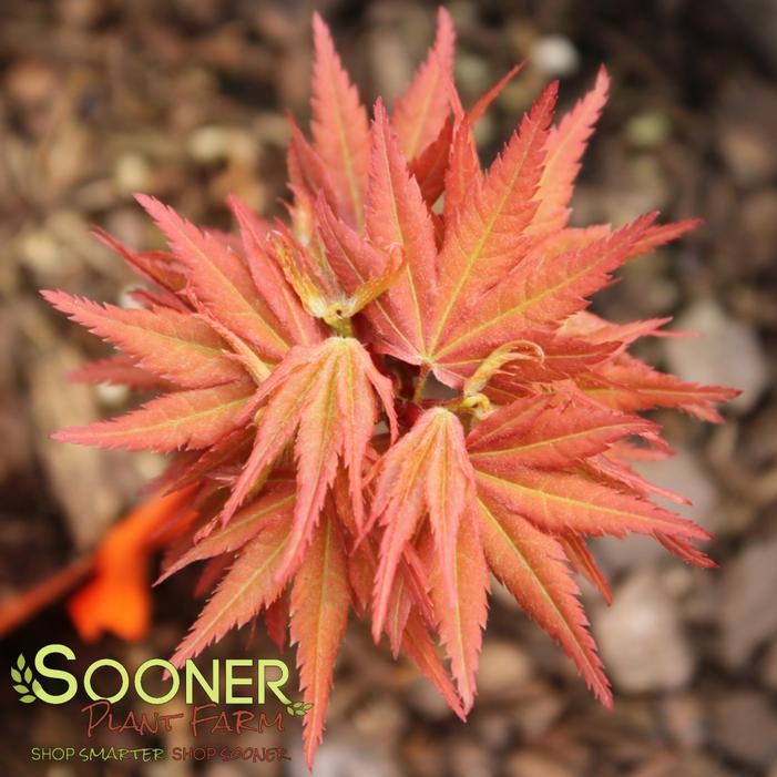 Image property of Sooner Plant Farm, Inc.