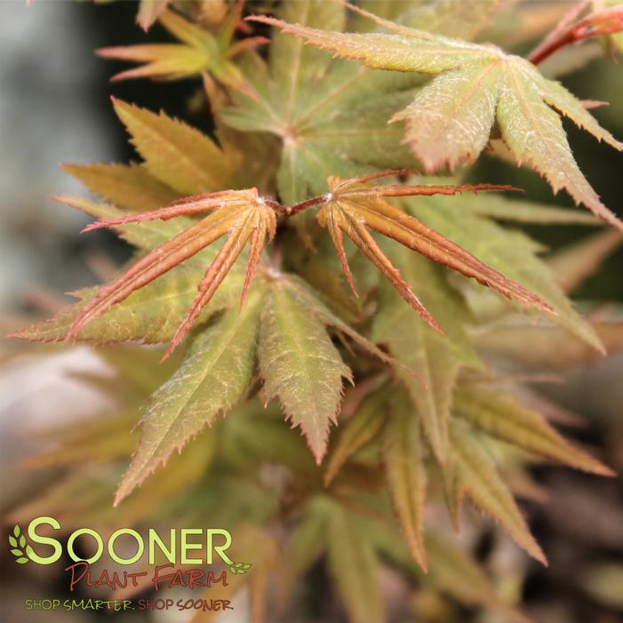 Image property of Sooner Plant Farm, Inc.