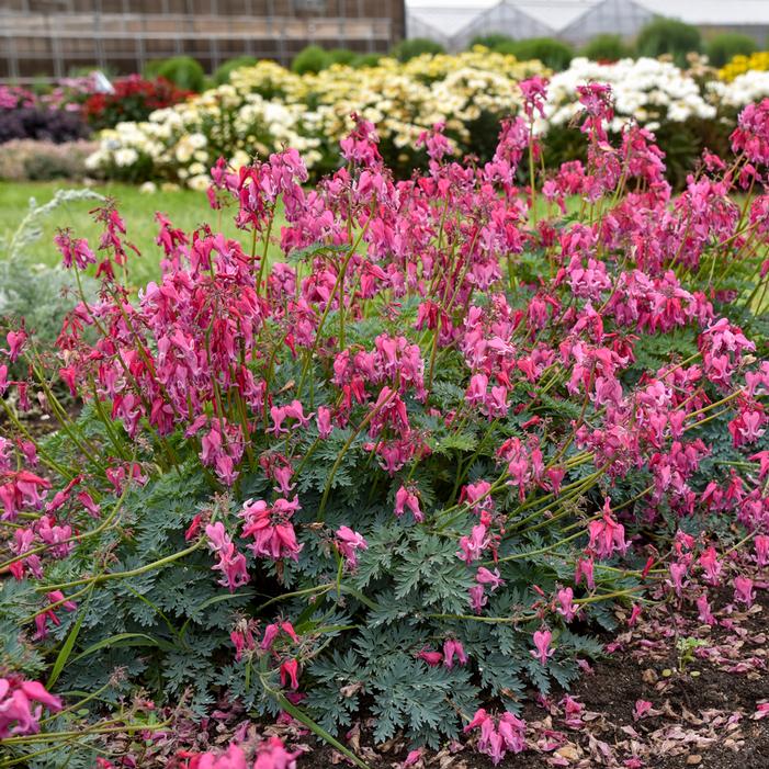 Image property of and used with permission from Walters Gardens
