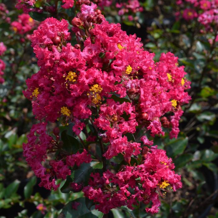 Image used with permission from Greenleaf Nursery Company