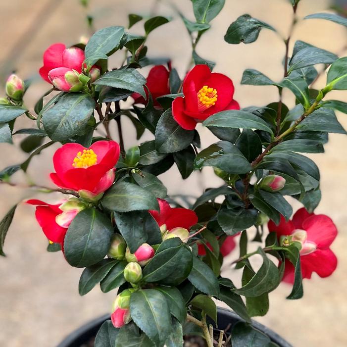 Image property of and used with permission from Loen Nursery