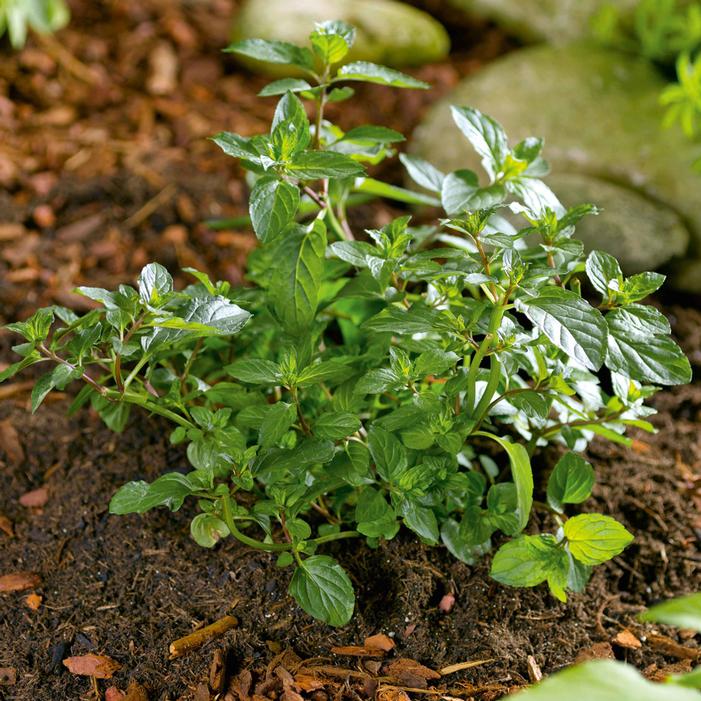 Image used with permission from Greenleaf Nursery Company