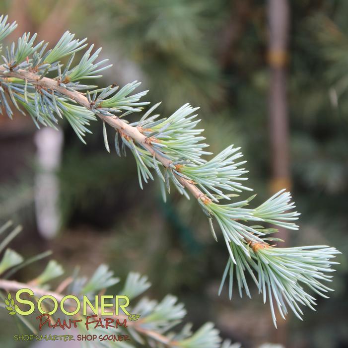 Image property of Sooner Plant Farm, Inc.