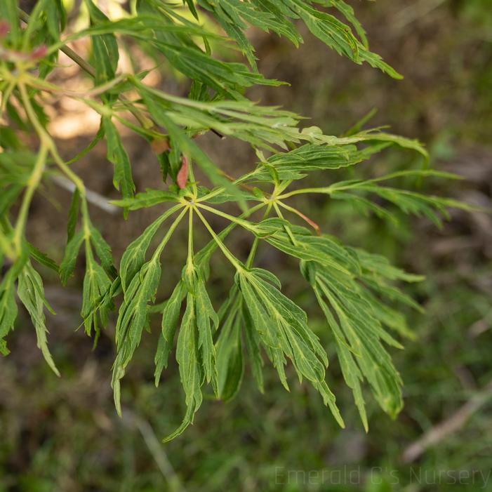 Image property of and used with permission from Emerald C's Nursery