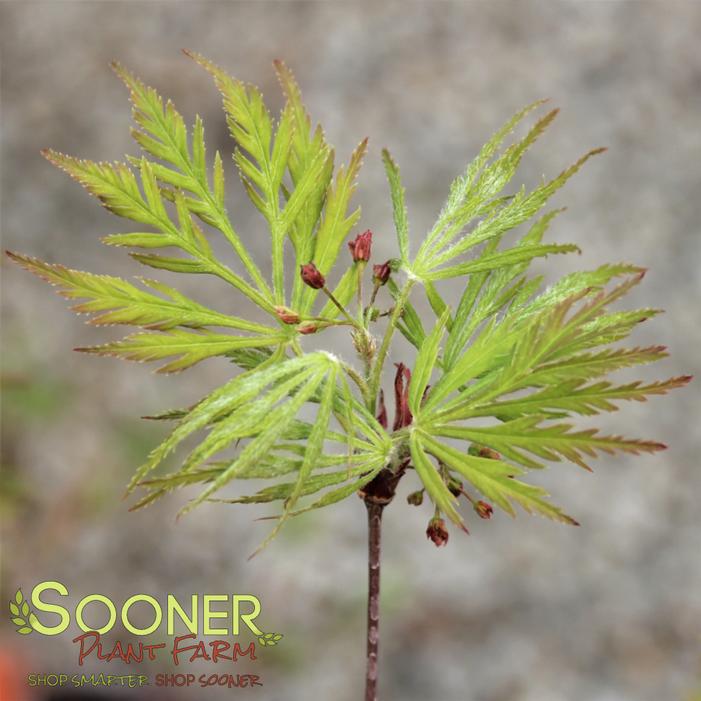 Image property of Sooner Plant Farm, Inc.