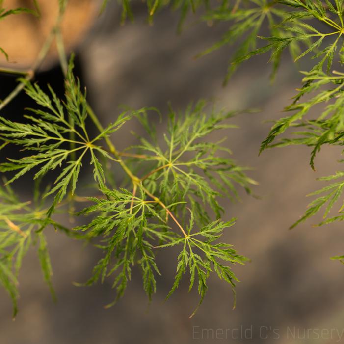 Image property of and used with permission from Emerald C's Nursery