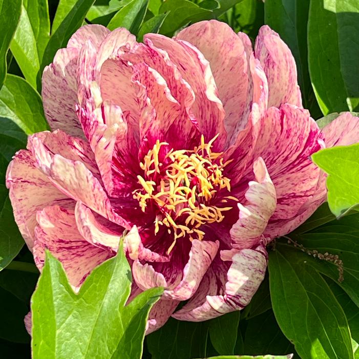 Image property of and used with permission from Heritage Seedlings, Inc.