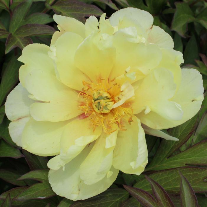 Image property of and used with permission from Heritage Seedlings, Inc.