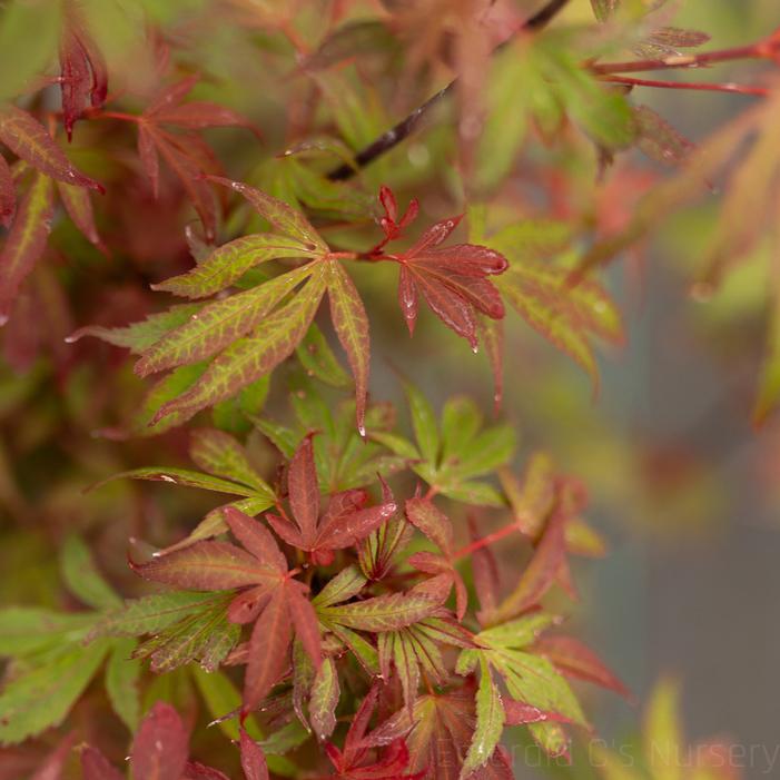 Image property of and used with permission from Emerald C's Nursery