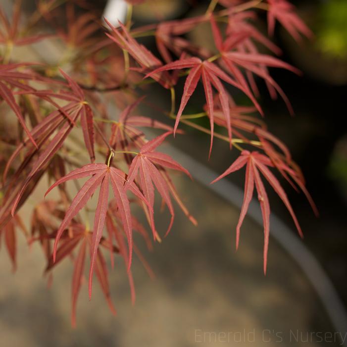 Image property of and used with permission from Emerald C's Nursery