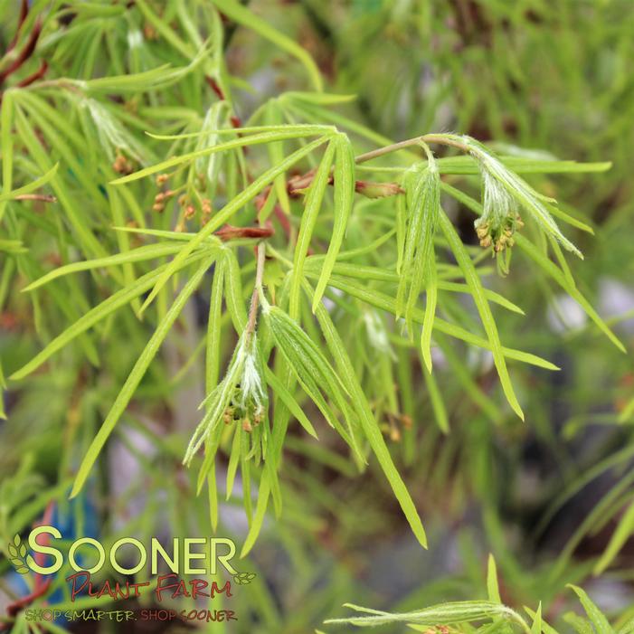 Image property of Sooner Plant Farm, Inc.