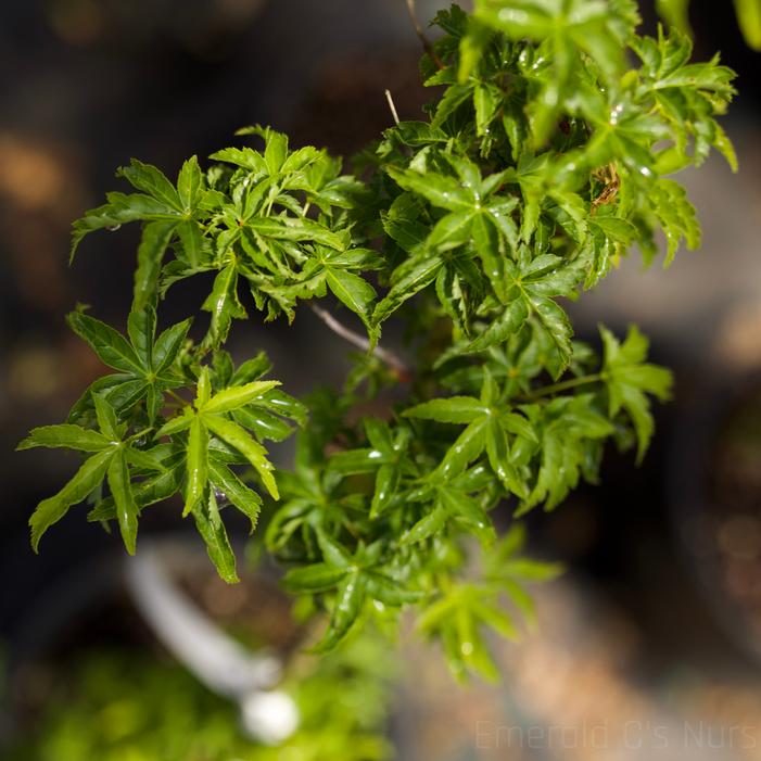 Image property of and used with permission from Emerald C's Nursery