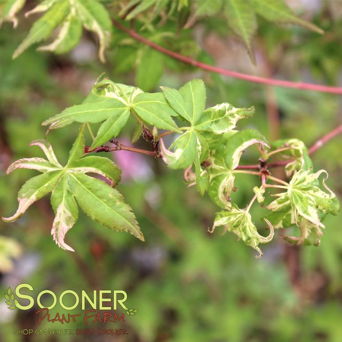 Image property of Sooner Plant Farm, Inc.