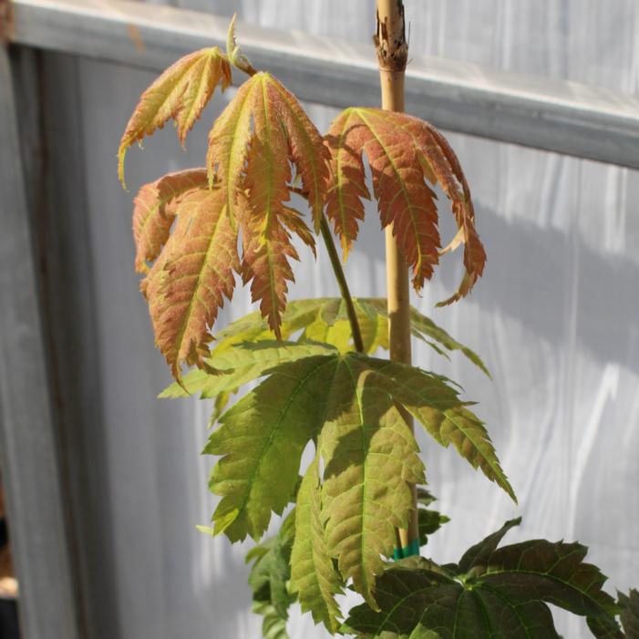 Image property of and used with permission from Heritage Seedlings, Inc.