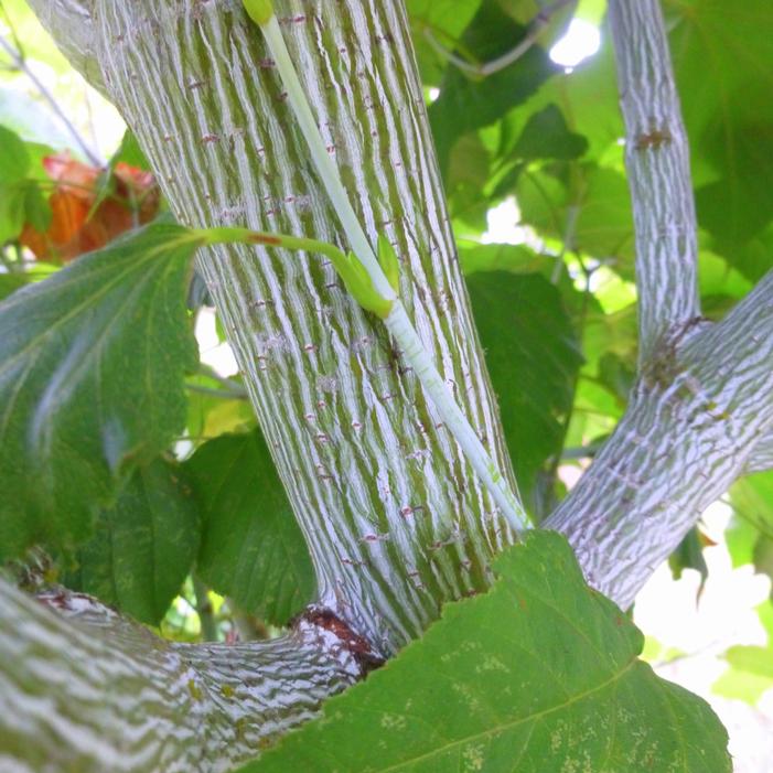 Image property of and used with permission from Heritage Seedlings, Inc.