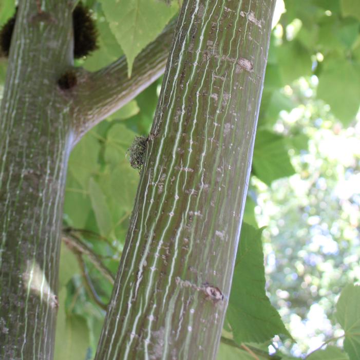 Image property of and used with permission from Heritage Seedlings, Inc.