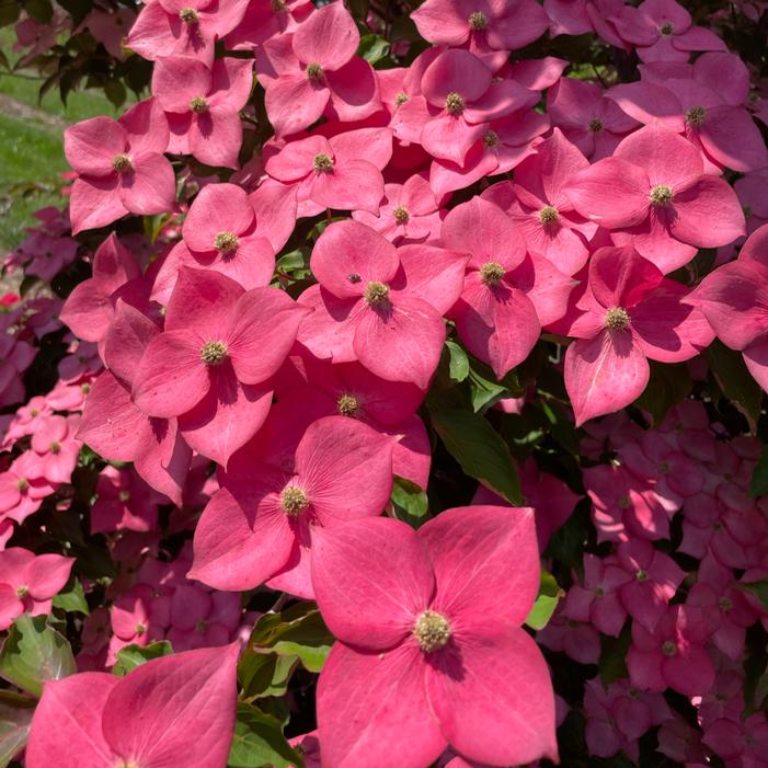 Image property of and used with permission from Heritage Seedlings, Inc.