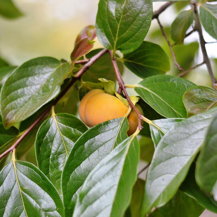 Image property of and used with permission from Heritage Seedlings, Inc.