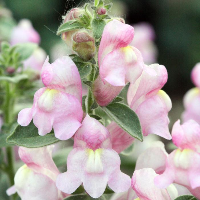 Image property of and used with permission from Stonehouse Nursery