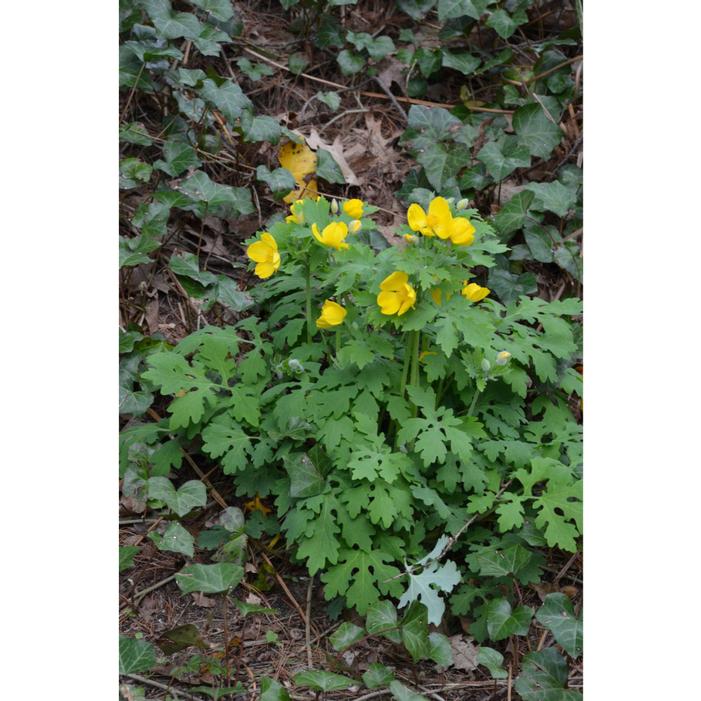 Image used with permission from Susan Martin c/o Stonehouse Nursery