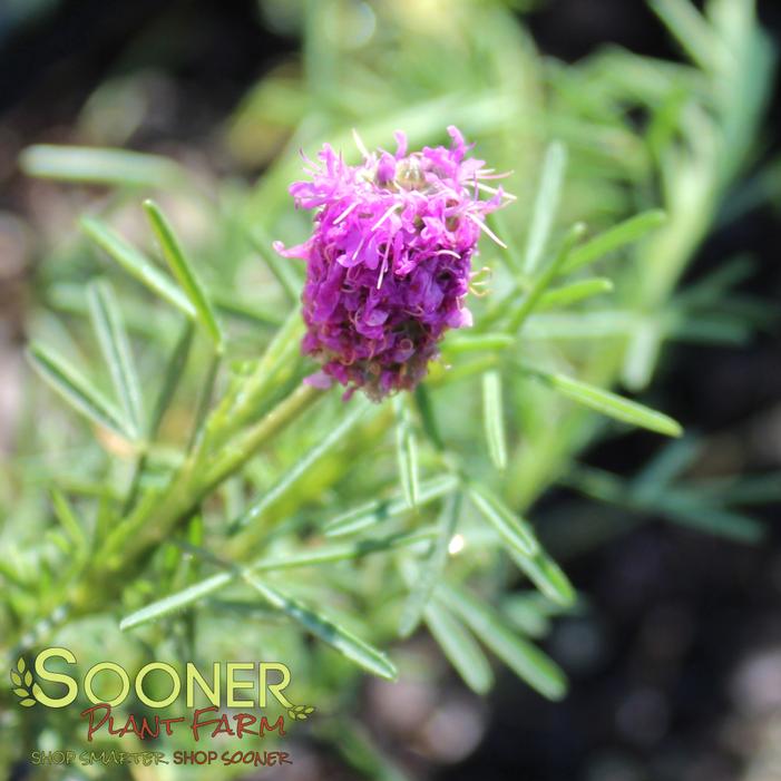Image property of Sooner Plant Farm, Inc.
