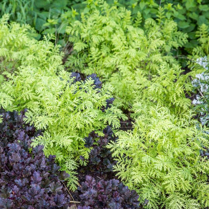 Image property of and used with permission from Stonehouse Nursery