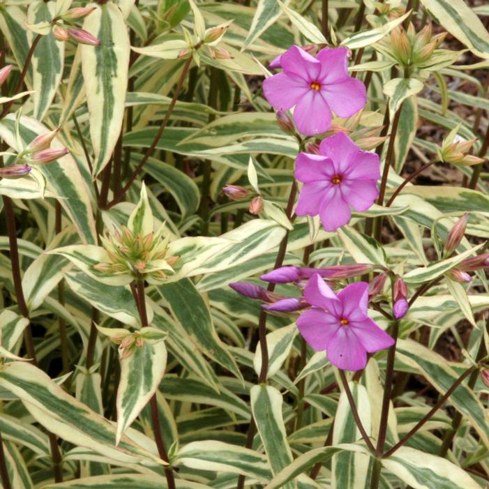 Image courtesy of Creek Hill Nursery